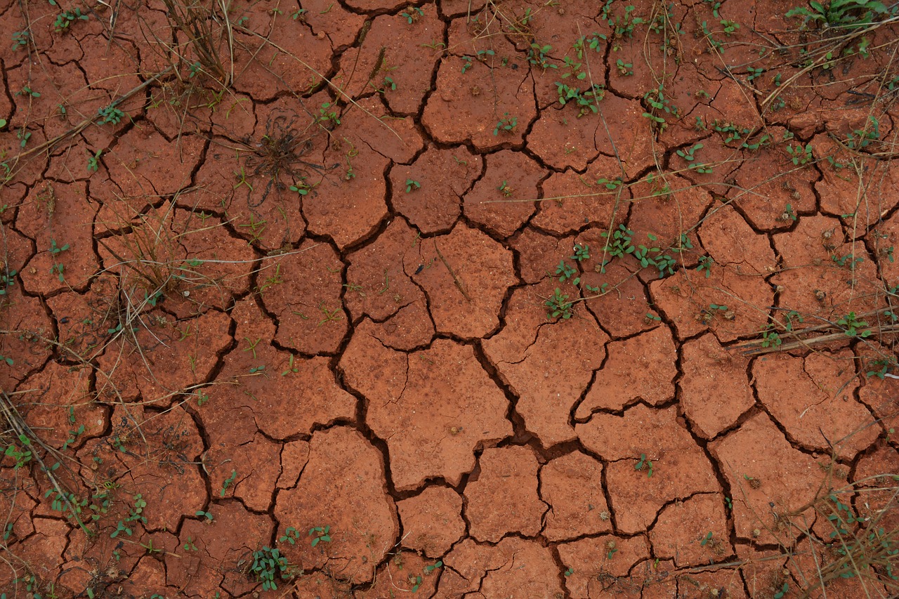 Best Plants for Water Conservation Gardening